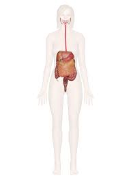 The digestive process begins when food enters the mouth. Digestive System Everything You Need To Know Including Pictures