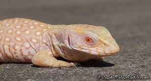 Savannah Monitor Gallery Savannah Monitor Albino Animals Savannah Chat