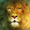 Find lion pictures and lion photos on lion wallpapers. Https Encrypted Tbn0 Gstatic Com Images Q Tbn And9gcqqel3mhfxfzhabgqrngm Vuk9tcew869ieislsh35qoywo22g8 Usqp Cau