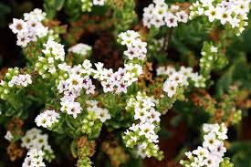 Image result for Heliotropium ciliatum