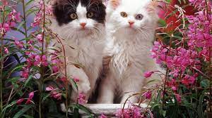 Spring Kittens Computer Wallpapers Desktop Backgrounds 1366x768 Kitten Wallpaper Kittens Cats