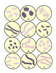 Maybe you would like to learn more about one of these? Bacteria Dichotomous Key Worksheet Printable Worksheet Template