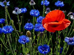 Le bleuet (cyanus segetum hill, 1762) en suisse. Coquelicot Et Bleuet Fleur De Pavot Fleurs Papier Peint A Fleurs
