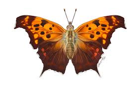 Its flight period is from m. Question Mark Butterfly Painting By Patrick Lynch