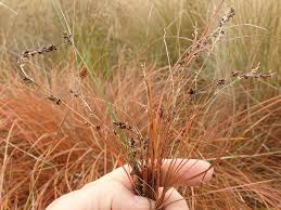 Image result for Cyperus tenuiculmis