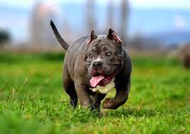 kopek dunyasi adli kullanicinin 2021 satilik american bully fiyatlari panosundaki pin 2021 pitbull kopek amerikan
