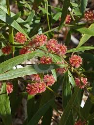 Image result for Acacia lasiopetala