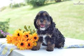 **health testedf1 red cavapoo puppies boys available.** puppies have received a health check from our vet and they come with a signed and dated health check veterinary health check certificate. Cavapoo Puppy For Sale Near Cleveland Ohio C2d2448e F6e1 Cavapoo Cavapoo Puppies For Sale Puppies