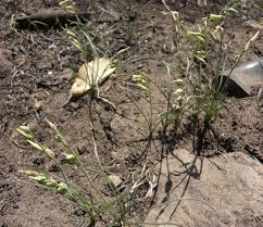 Image result for Dipcadi gracillimum