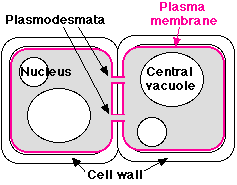 We did not find results for: Junctions Between Cells