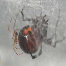 Black widows are an undemanding species that adapt to a range of conditions, though subdued lighting and colder water can stress tetras, leaving them quite vulnerable to a number of diseases such as ich. Black Widow Spiders May Have Met Their Match Brown Widows Live Science
