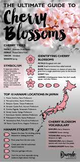How To Hanami Ultimate Guide To Cherry Blossoms Meaning Symbolism Cherry Blossom Cherry Blossom Symbolism Cherry Blossom Japan