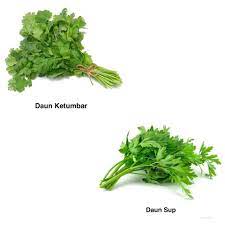 Daun ketumbar memiliki warna yang cerah dengan rasa renyah, dan bisa membuat hidangan menjadi menarik. Pasa Skudai Susah Nak Beza Daun Sup Dan Daun Ketumbar Facebook