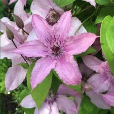 Check spelling or type a new query. Clematis Winterhard En Groenblijvend Tuinartikelen Kopen Beslist Nl Grootste Assortiment