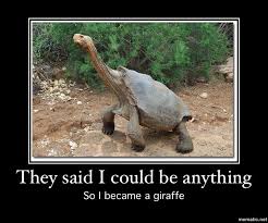 Turtle Meme Turtles Funny Funny Animal Memes Turtle Quotes
