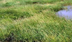 Image result for Oryza longistaminata