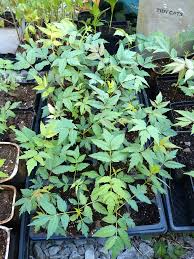 Image result for Toona