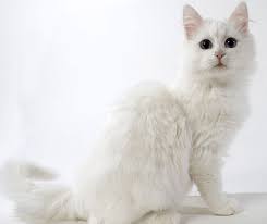 Anggora sepasang 3,5 bulan rp900.000. Daftar Harga Kucing Anggora Terbaru Mei 2021