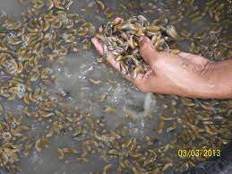 Check spelling or type a new query. Menangkap Kupang Laut Di Selat Madura Dengan Tinja Kompasiana Com