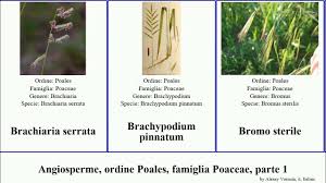 Image result for Centropodia glauca