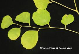 Image result for Dalbergia fischeri