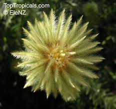 Image result for Phylica