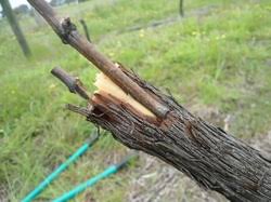 Image result for graft grape vines