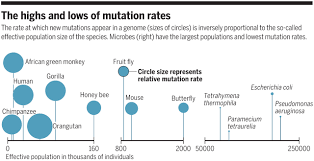 If one thinks of the information in dna as a series of sentences, mutations are errors in spelling the words that make up those sentences. Human Mutation Rate A Legacy From Our Past Science