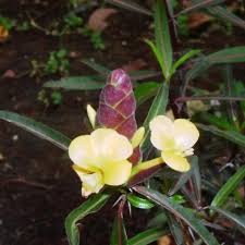 Image result for Barleria rigida