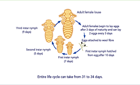 Image result for lice life cycle