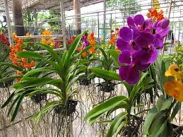 Air Orchid Farm Nakhon Pathom Orchids Types Of Orchids Plant Markets
