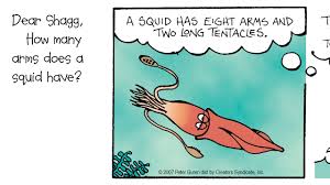 If a squid is outside of water for too long, it will take repeated damage and will eventually die. How Many Arms Does A Squid Have Youtube