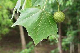Platanus occidentalis, commonly called sycamore, american sycamore, eastern sycamore, buttonwood or buttonball tree, is generally regarded to be the most massive. Tree Of The Month August Pt 2 Sycamore Treefolks
