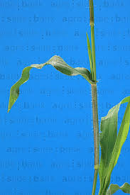 Image result for Urochloa arrecta