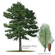 New comments cannot be posted and votes cannot be cast. Texas Tree Selector