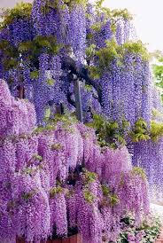Fuji The Violet Beauty In Japan Beautiful Flowers Purple Flowers Plants