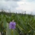 Wildflower Walk