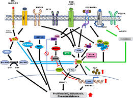 Paediatric Strategy Forum for medicinal product development of  multi-targeted kinase inhibitors in bone sarcomas