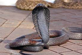 Pin On Reptiles