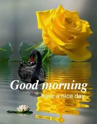 We did not find results for: New 631 Good Morning Image Good Morning Black Rose Hd 1080x1384 Wallpaper Teahub Io