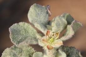 Image result for Glinus lotoides