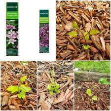 Sprout is an unincorporated community in nicholas county, kentucky, united states. All 4 Of My Aldi Clematis Plants Are Sprouting Aldi