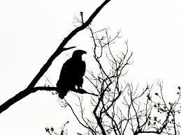 Nature Midlife Adventures On The North Coast Free eps file eagle silhouette vector illustration downloadname: midlife adventures on the north coast