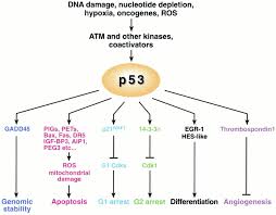 P53 And Dna Damage Recent Discoveries Mitochondrial Dna