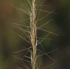 Image result for Aristida pilgeri