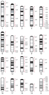 The book has been awarded with michael l. Initial Sequencing And Comparative Analysis Of The Mouse Genome Nature