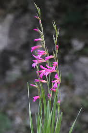 Image result for Gladiolus unguiculatus
