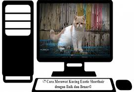 Kucing ini memiliki berat badan yang cukup ringan jadi cocok untuk anda yang memiliki anak. 7 Cara Merawat Kucing Exotic Shorthair Dengan Baik Dan Benar