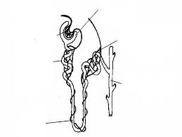 Structure of the nephron coloring worksheet answers. Excretory System Worksheet Wikieducator