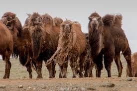 Wear long pants and long socks to protect your skin. Mongolian Camel Day Longest Bus Rides